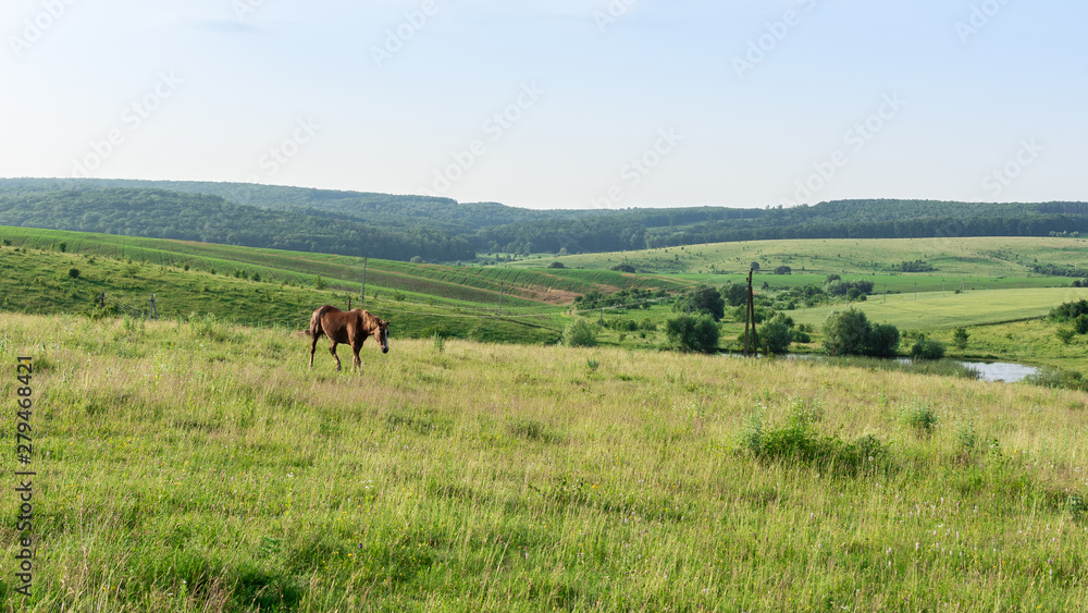 Horse graze in the meadow, fields and meadows, landscape