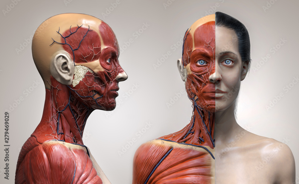 Illustrazione Stock Human body anatomy muscles structure of a woman , front  view and side view , 3d render | Adobe Stock