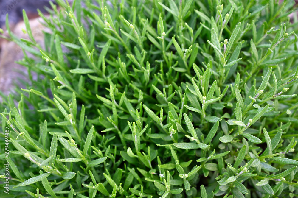 Fresh green leaves and young buds of lavender with drops of morning dew. Fresh green leaves and young buds of lavender with drops of morning dew.