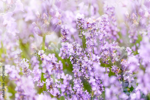 Selective and soft focus on lavender flower in flower garden 