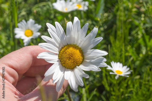 Chamomile flower in a woman s hand in a meadow in Sunny weather