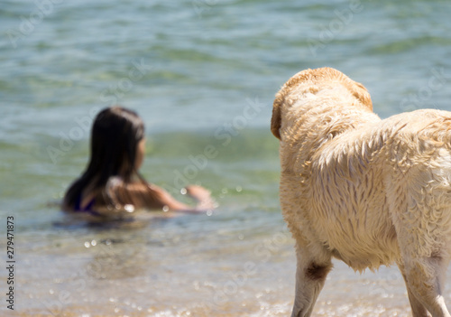 Fototapeta Naklejka Na Ścianę i Meble -  Guard dog