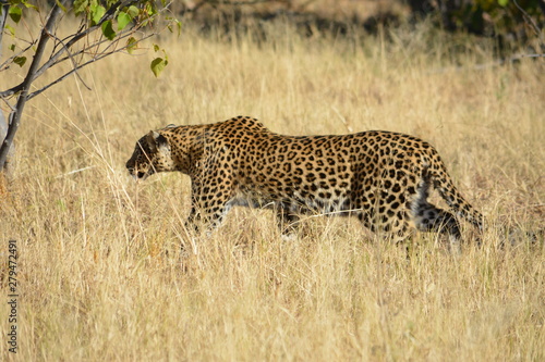 BOTSUANA (safari fotografico, rio Zambeze) photo