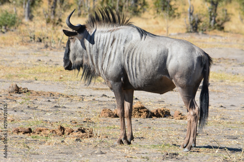 Fototapeta premium BOTSUANA (safari fotografico, rio Zambeze)