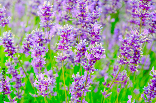 Selective focus on lavender flower in flower garden. Lavender flowers. Lavender bushes closeup. Lavender flower close up in a field.