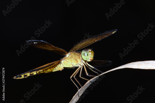 Amazing macro nature - dragonflys in tropical island Bali.