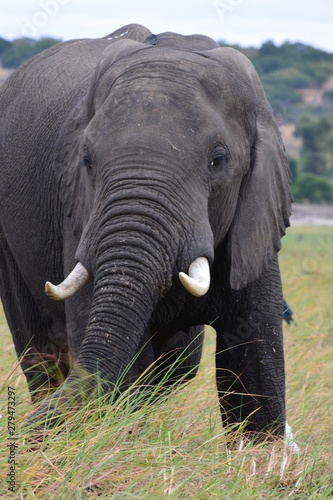 BOTSUANA (safari fotografico, rio Zambeze)