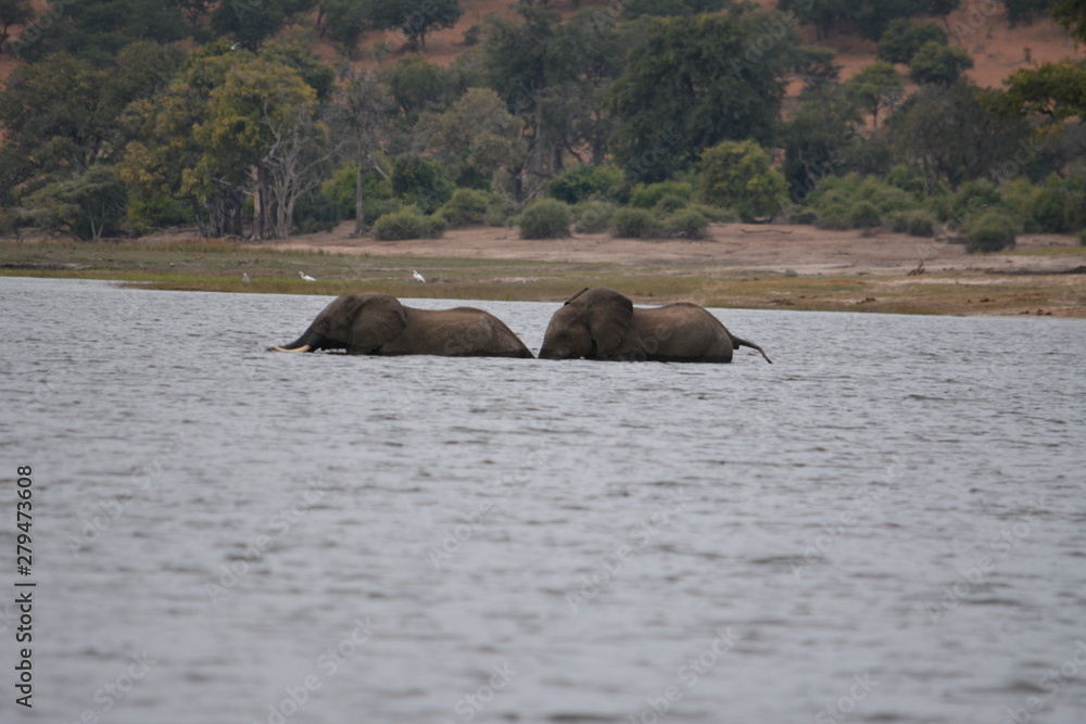 Fototapeta premium BOTSUANA (safari fotografico) rio Zambeze