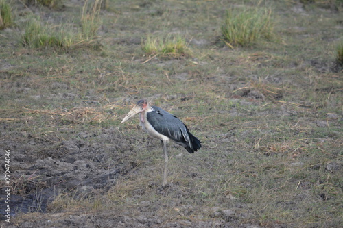 BOTSUANA (safari fotografico) rio Zambeze photo