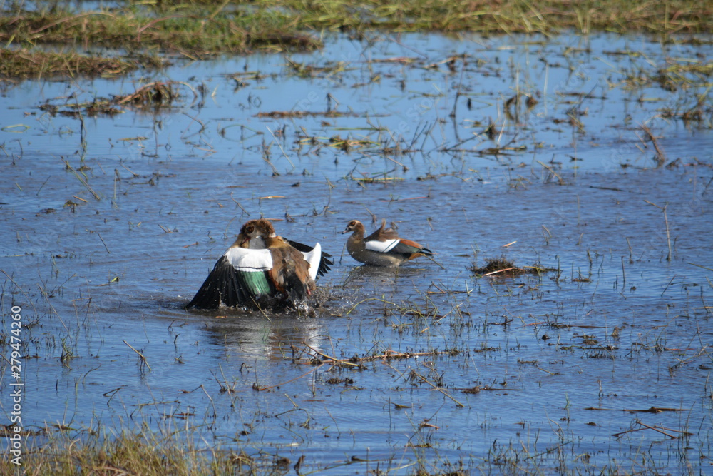 BOTSUANA (safari fotografico) rio Zambeze