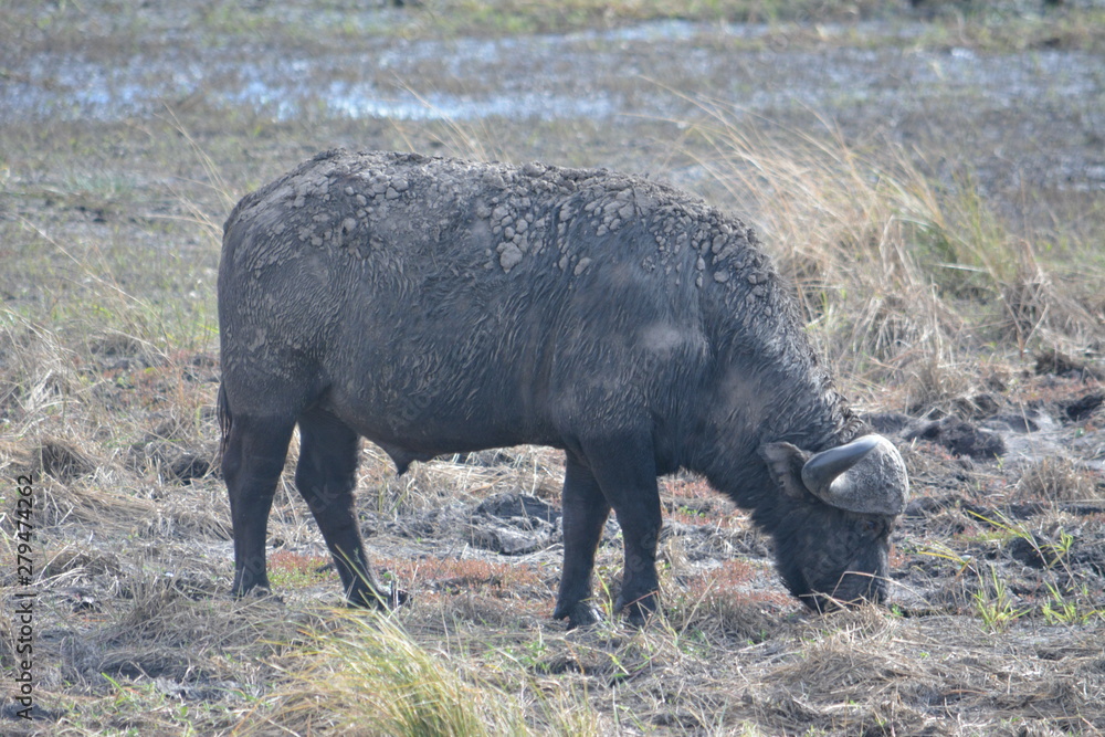 BOTSUANA (safari fotografico) rio Zambeze