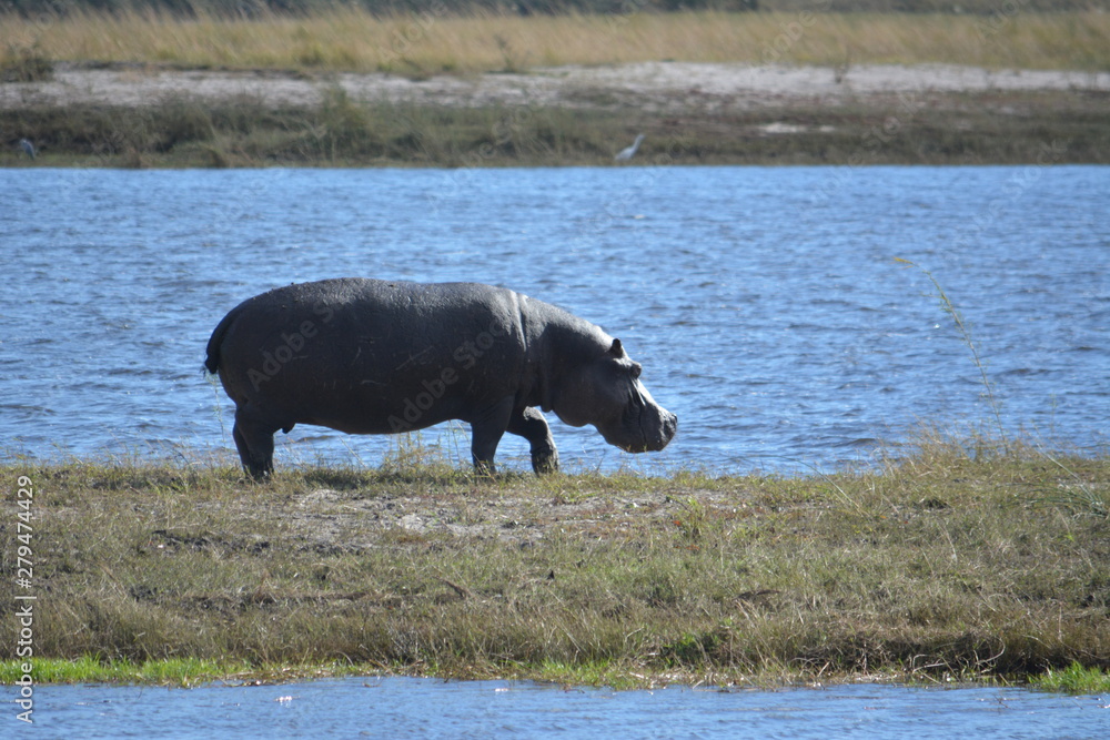 BOTSUANA (safari fotografico) rio Zambeze