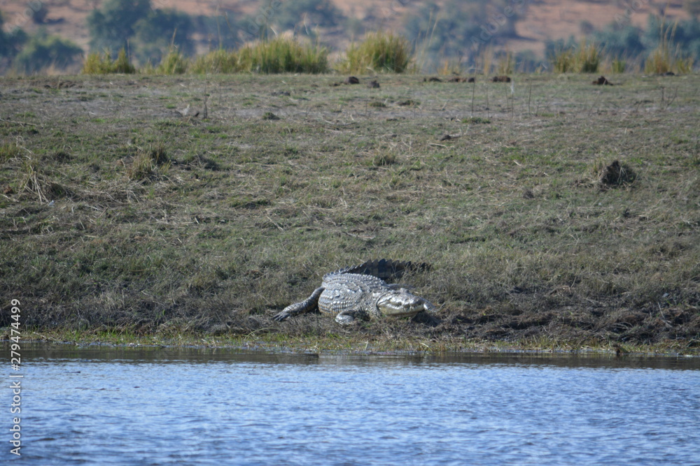 BOTSUANA (safari fotografico) rio Zambeze