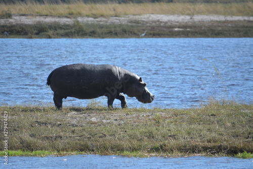 Obraz na płótnie BOTSUANA (safari fotografico) rio Zambeze w salonie