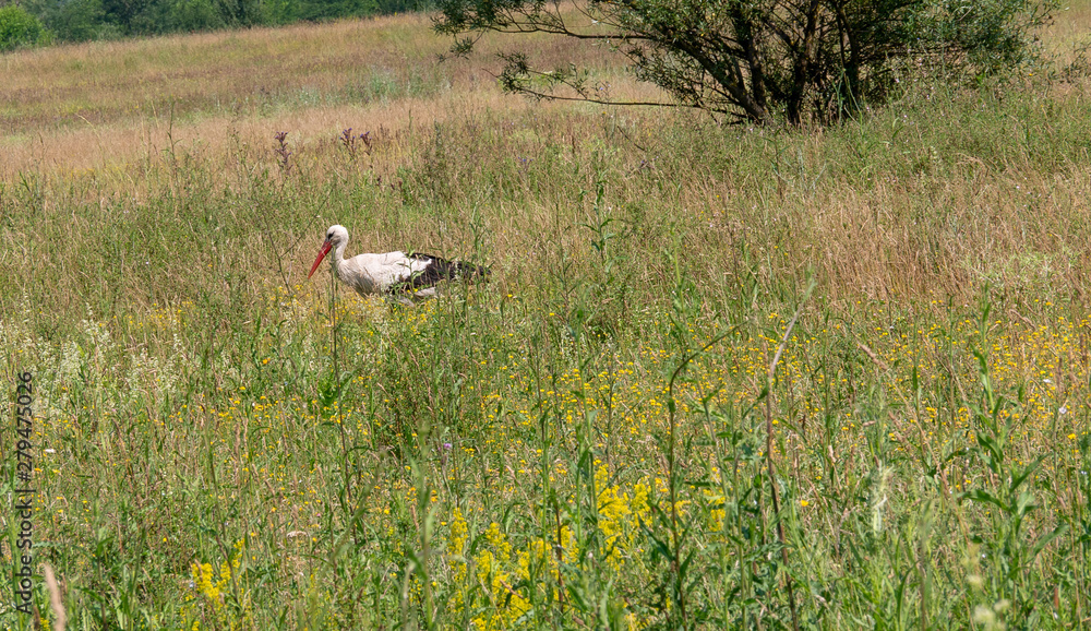 Stork walks through the blooming grasses in the field. It's summer. The herbs bloom. Stork walks through the blooming grasses in the field. It's summer. The herbs bloom.