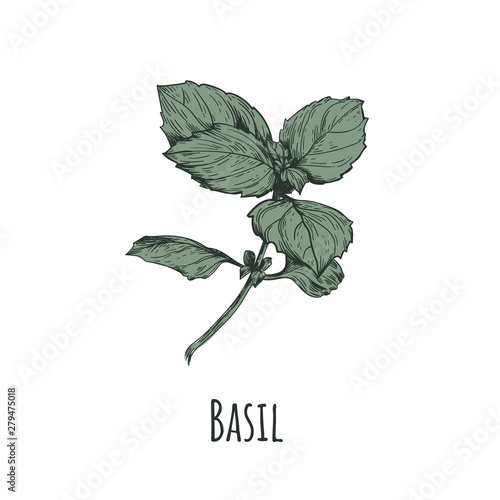 Basil illustration. 