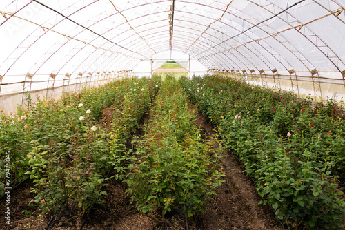 Rosary breeding greenhouse. Breeding farm for roses.