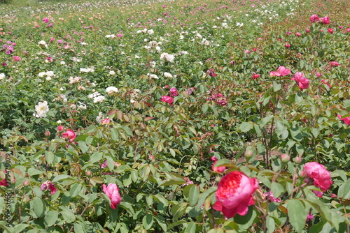 Breeding farm for roses. Breeding roses. photo