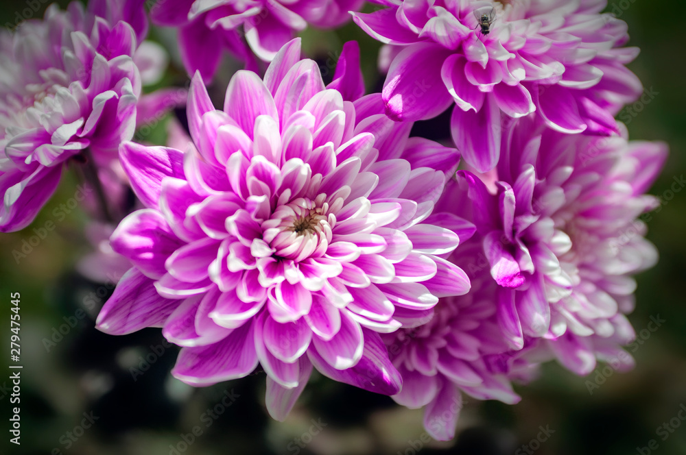 Fototapeta premium chrysanthemum
