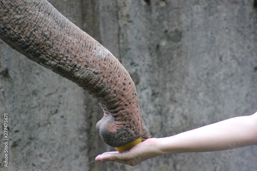Rüssel von einem Asiatischen Elefanten © rbkelle