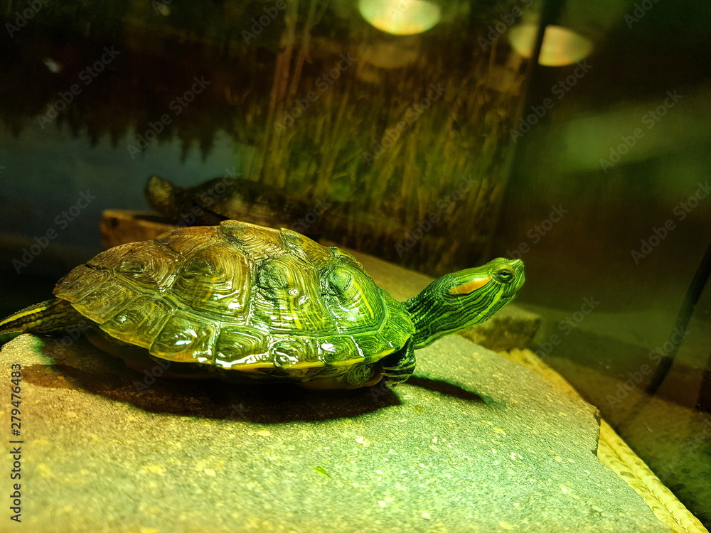 Obraz premium Schmuckschildkröte in einem Terrarium