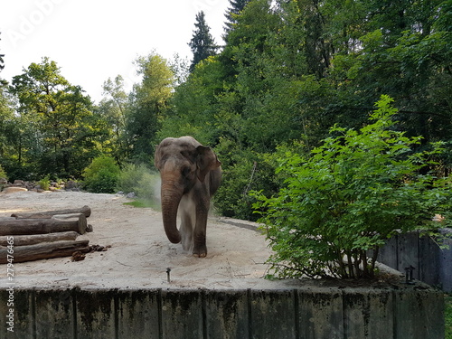 Asiatischer Elefant in einem Zoo photo