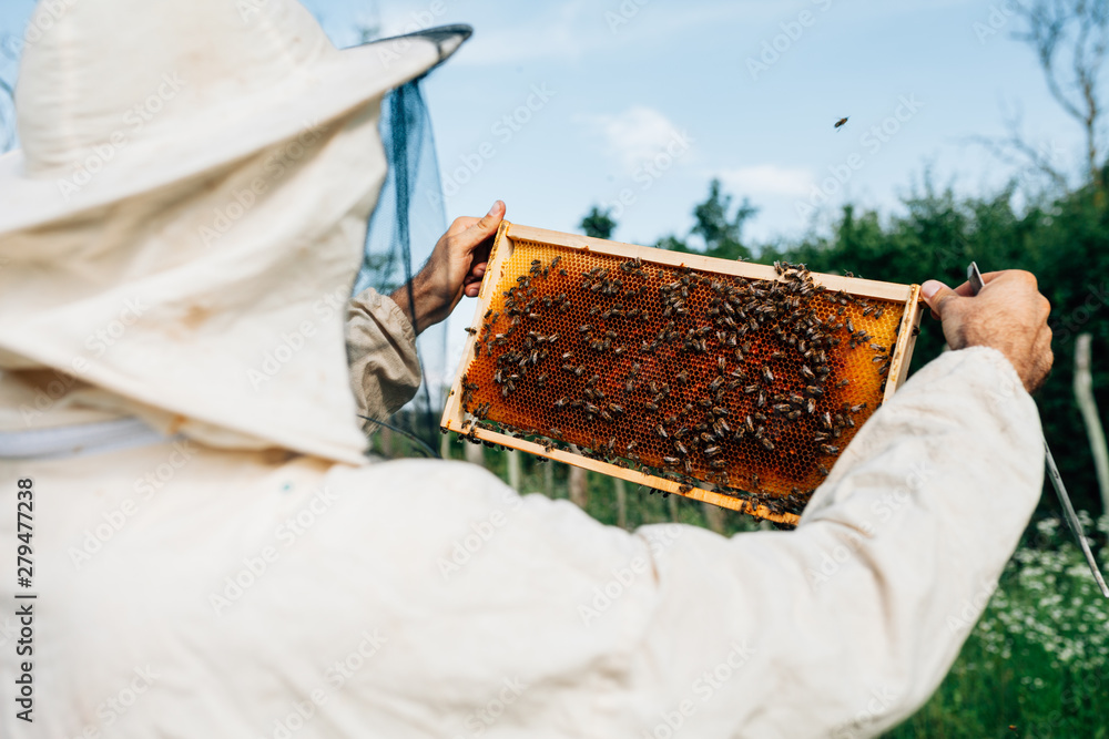 Detail control of a beehive frame with bees Detail control of a beehive frame with bees