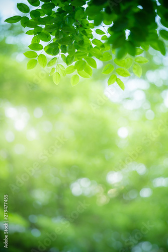 Nature of green leaf in garden at summer. Natural green leaves plants using as spring background cover page greenery environment ecology wallpaper