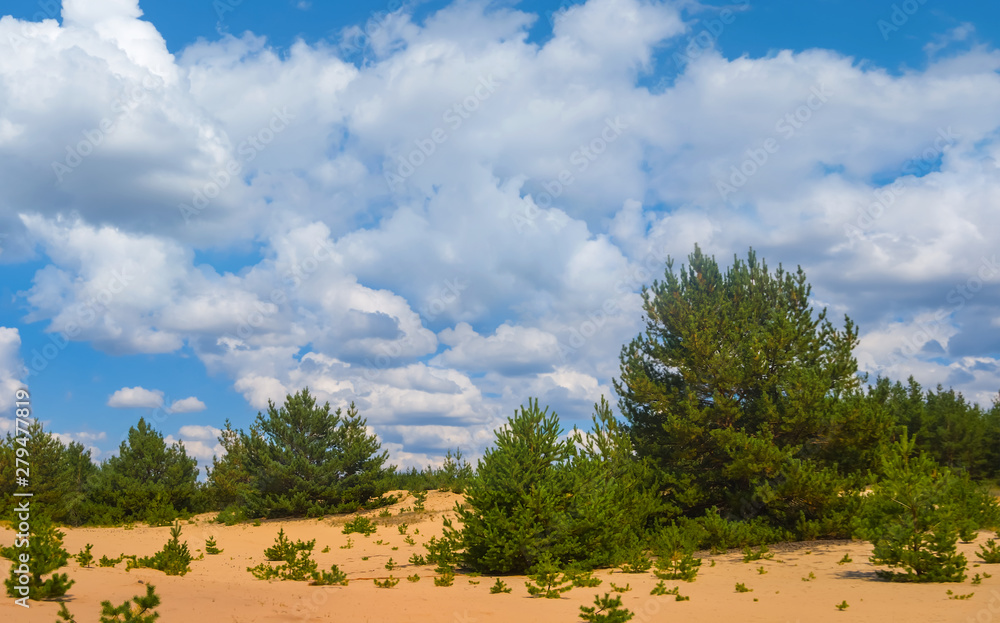 pine tree growth on a sand, border of the sandy desert and a forest