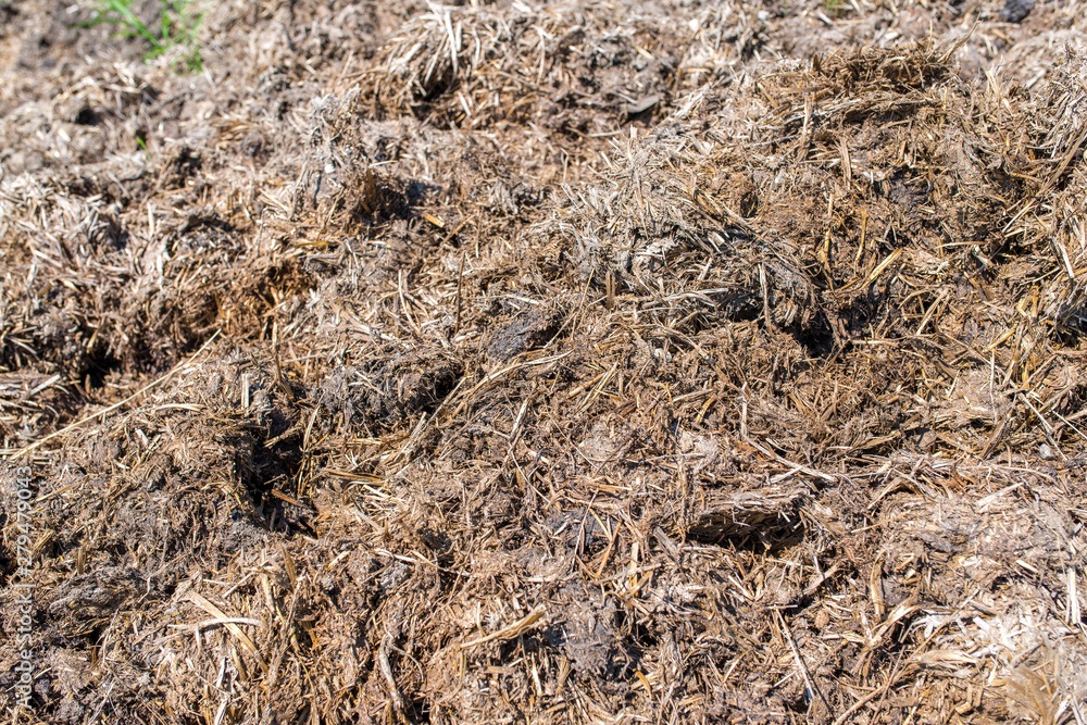 Animal manure close up in the fields, locals using as fertiliser for the agricultural soil. Animal manure close up in the fields, locals using as fertiliser for the agricultural soil.