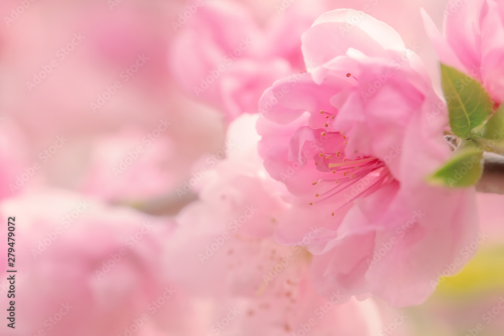 Pink balmy double flowers of sakura with yellow stamens close-up on blurred pink background Pink balmy double flowers of sakura with yellow stamens close-up on blurred pink background