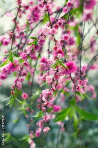 Delicate pink sakura flowers and green leaves on branches