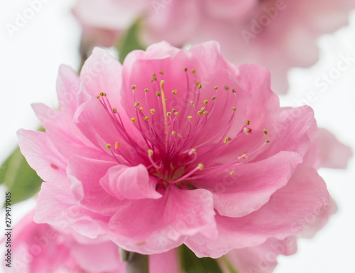 Pink double flower of sakura with yellow stamens close up on a white background