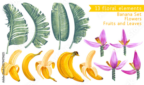 Tropical collection. Banana leaves, fruits and flowers in realistic style with high details. Exotic elements for wedding or summer background, decorative poster, patterns, wallpapers, fabric, prints.