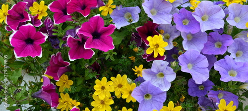 Balkonblumen - Balkonpflanzen - Hintergrund Textur