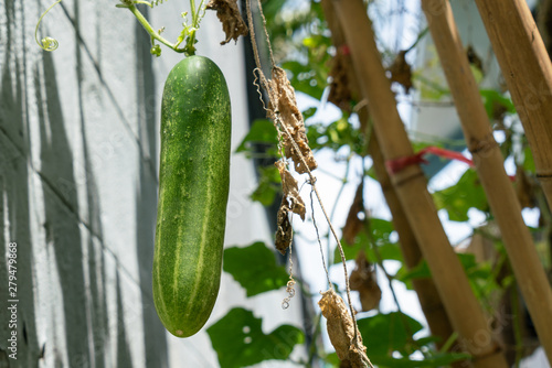 Single cucumber on it's vine photo