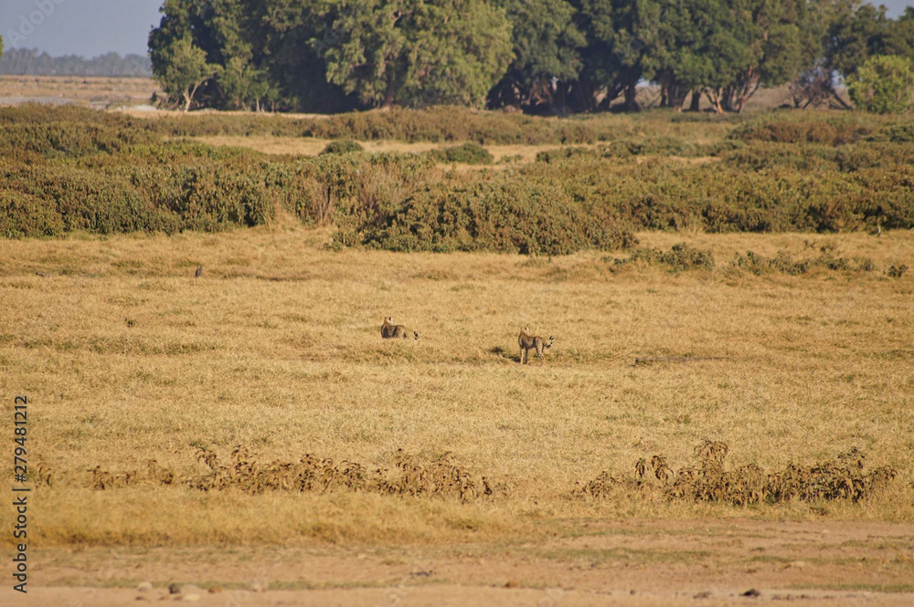 a cheetah in the grassland a cheetah in the grassland