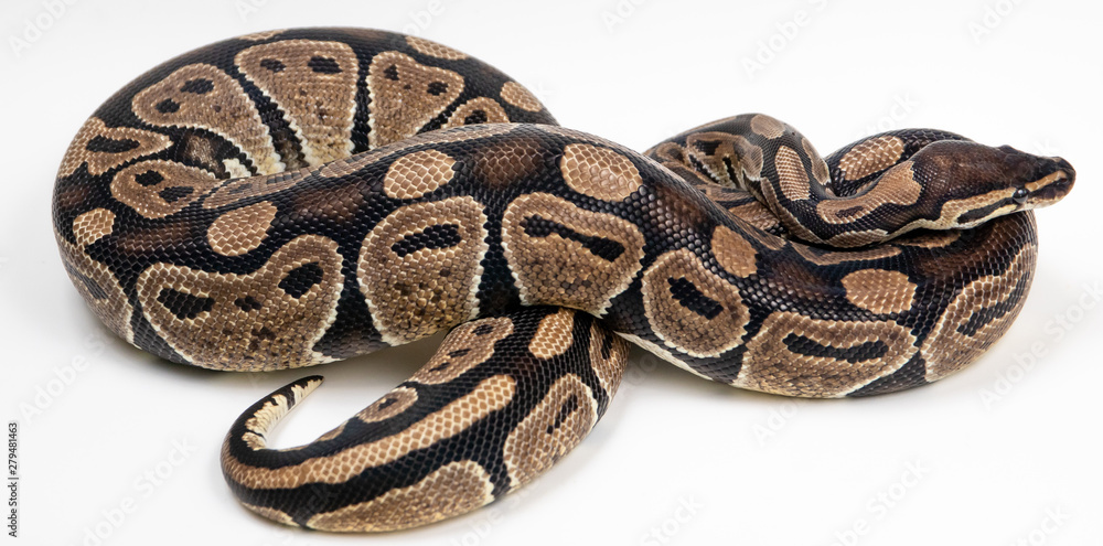 Obraz premium Ball Python