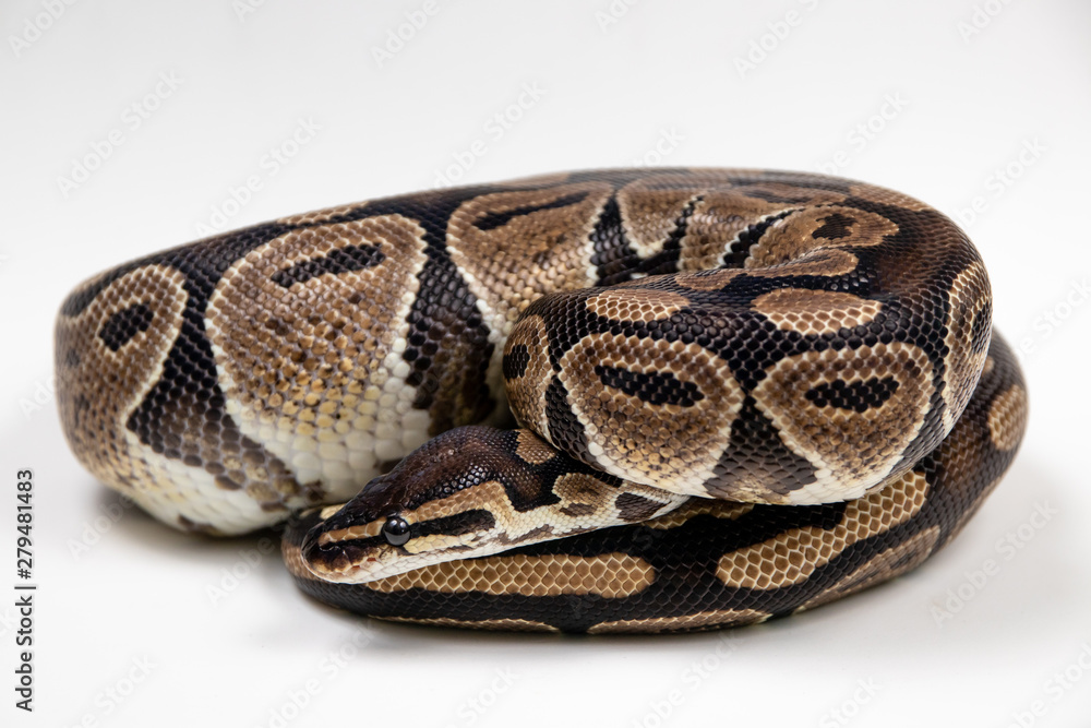 Obraz premium Ball python