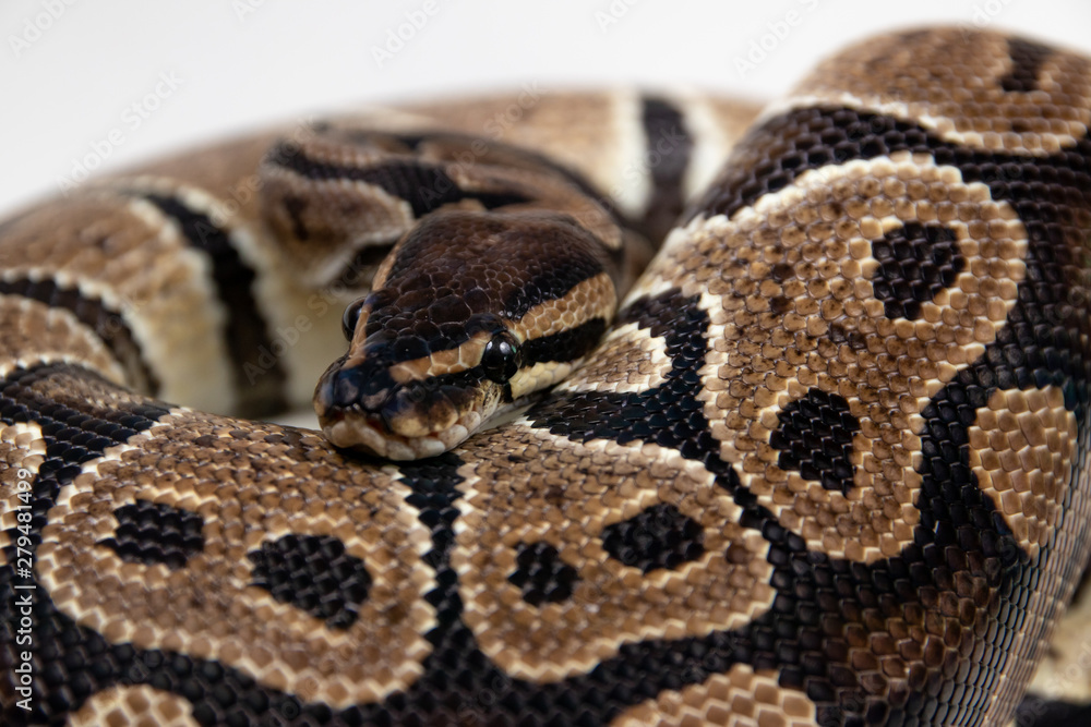 Obraz premium Ball python