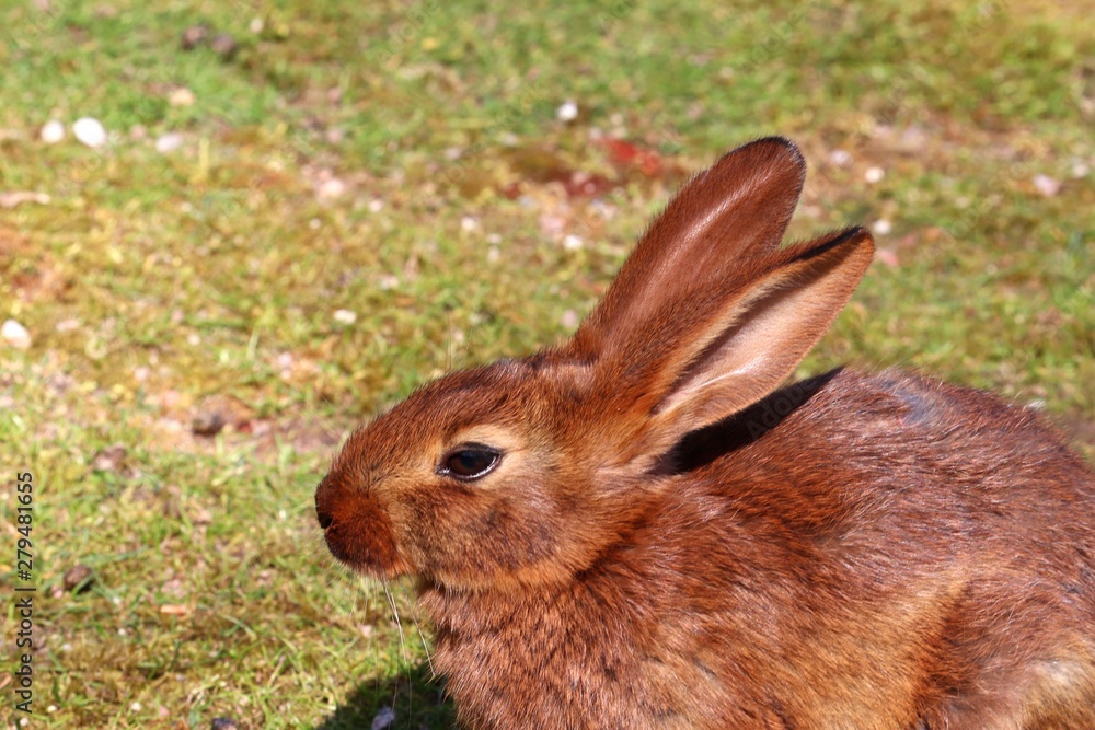 Fototapeta premium Belgian hare 