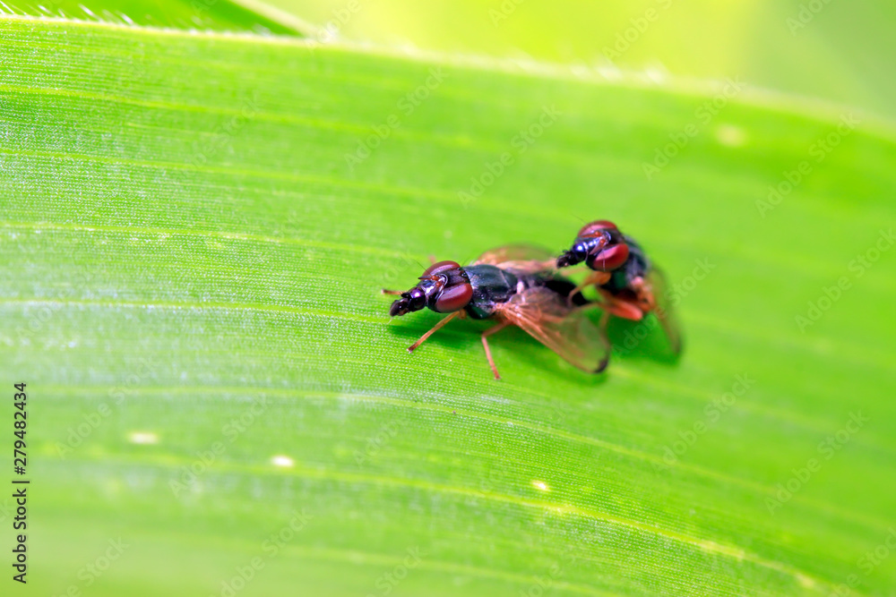 Fototapeta premium Platystomatidae on plant