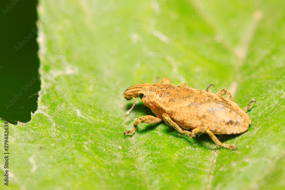 Naklejka premium weevil on plant