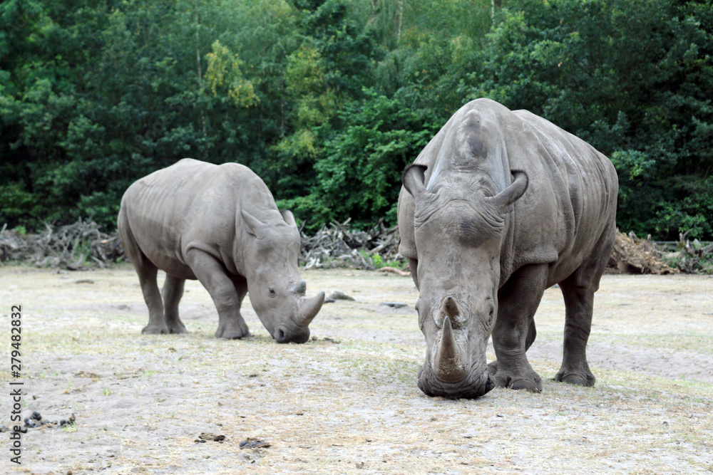 Rhinoceros walk scene. Rhino portrait. Rhinoceros rhino. Rhinoceros rhino portrait Muddy rhinoceros male, standing, starring out into the field. Rhinoceros walk scene. Rhino portrait. Rhinoceros rhino. Rhinoceros rhino portrait Muddy rhinoceros male, standing, starring out into the field.