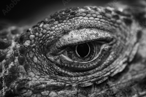 Tablou pe pânză Black and white photo of iguana eye macro close up nature abstract