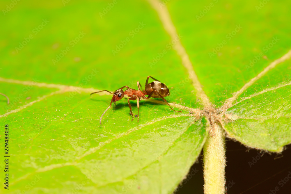 Fototapeta premium Formica fusca on plant