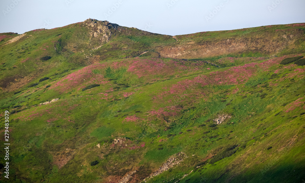 Fototapeta premium Pink rose rhododendron flowers on summer mountain slope