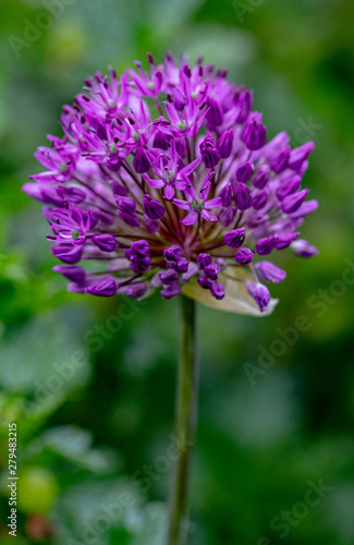 purple allium in the meadow