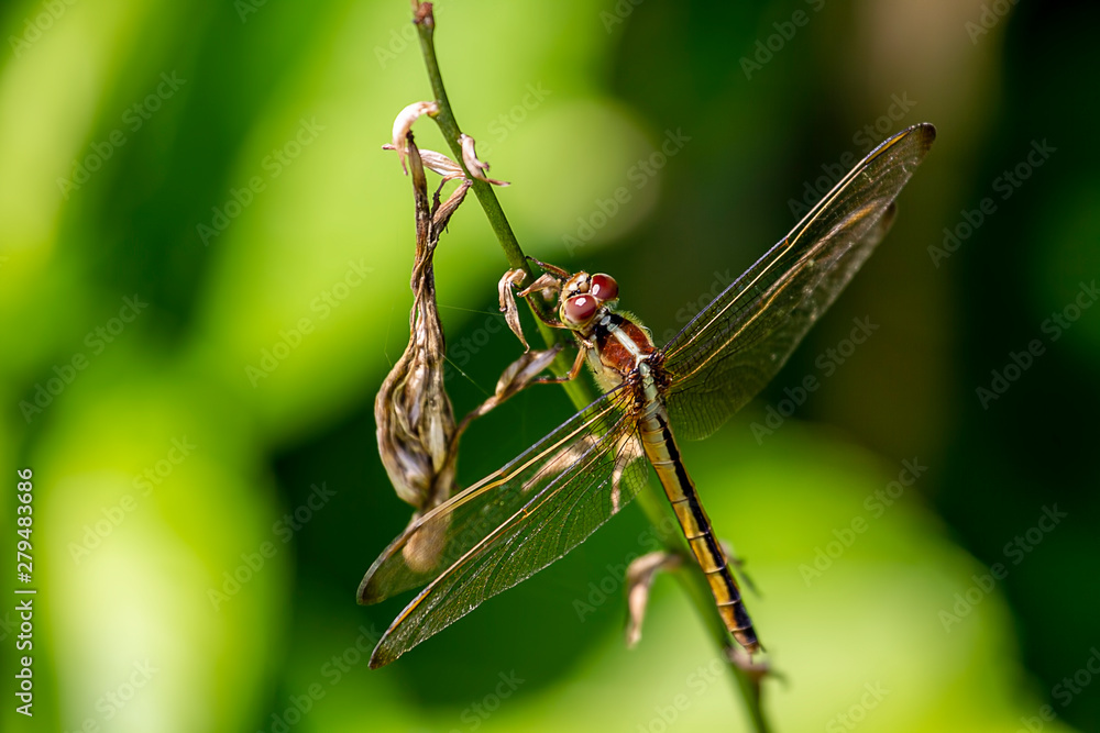 custom made wallpaper toronto digitalBeautiful dragonfly 