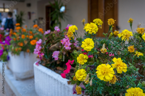 Yellow marigold flowers in flowerpot on a porch